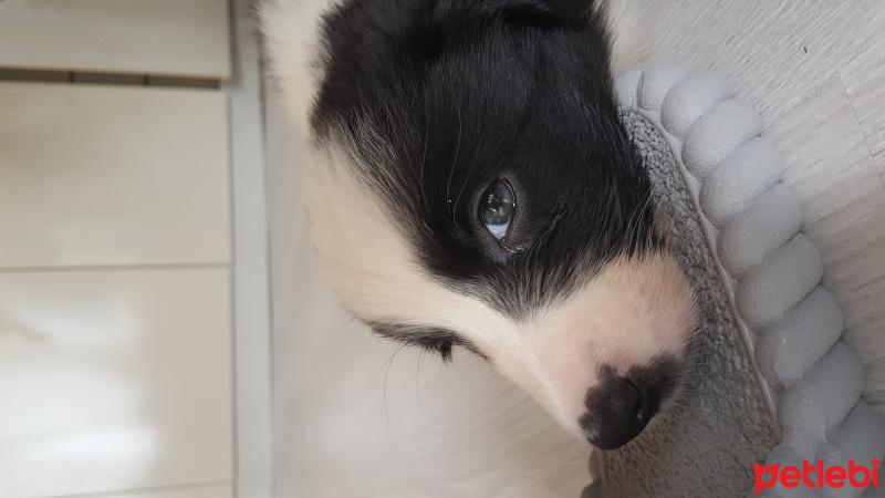 Border Collie, Köpek  Kokoro fotoğrafı