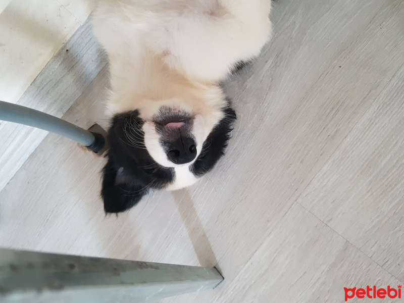 Border Collie, Köpek  Kokoro fotoğrafı