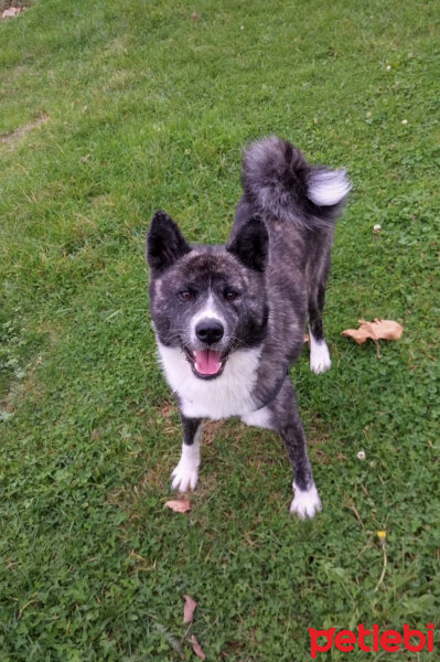 Akita İnu, Köpek  Maça fotoğrafı