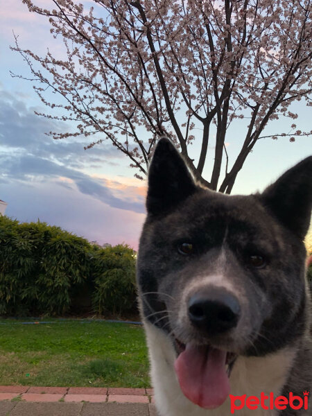 Akita İnu, Köpek  Maça fotoğrafı