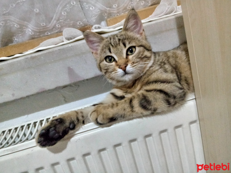 Tekir Kedi, Kedi  Pati fotoğrafı