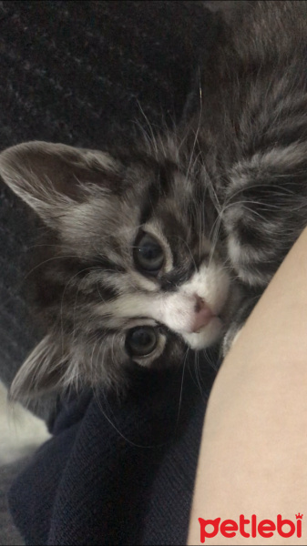 Tekir Kedi, Kedi  Kefir fotoğrafı