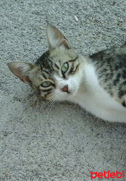 American Shorthair, Kedi  sütlü kahve fotoğrafı
