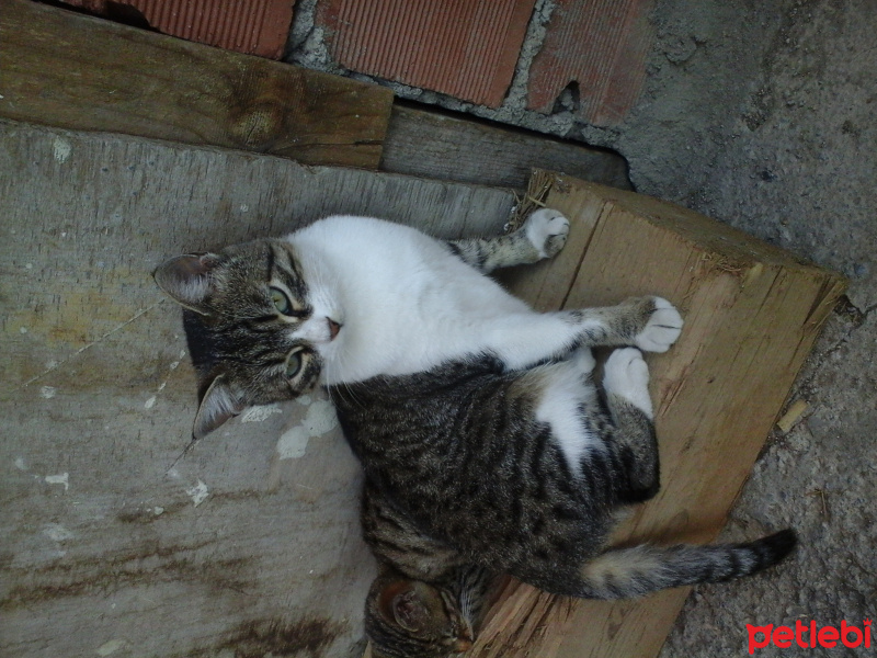 American Shorthair, Kedi  sütlü kahve fotoğrafı