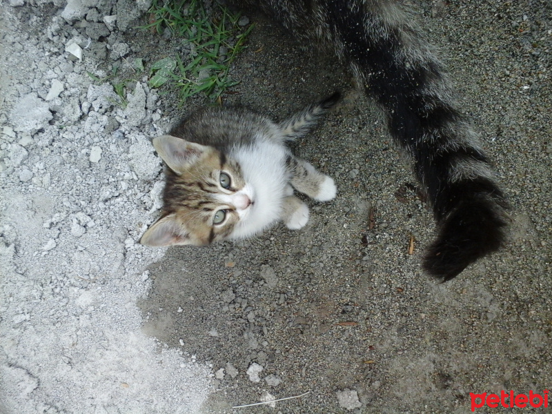 American Shorthair, Kedi  sütlü kahve fotoğrafı