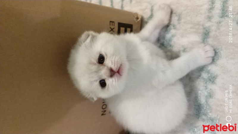 Scottish Fold, Kedi  Scottish Fold yavrular fotoğrafı