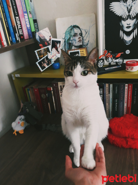 Tekir Kedi, Kedi  Luffy fotoğrafı