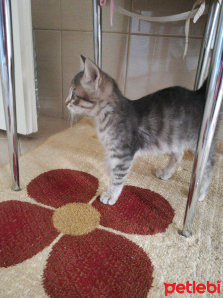 Tekir Kedi, Kedi  Leyka fotoğrafı