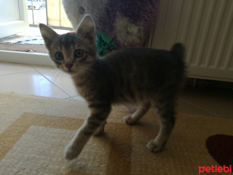 Tekir Kedi, Kedi  Leyka fotoğrafı