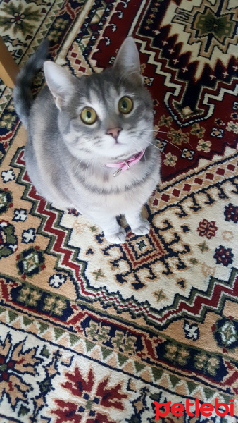 Tekir Kedi, Kedi  Mıncır fotoğrafı