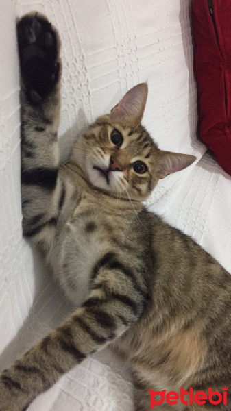 Tekir Kedi, Kedi  Mojo fotoğrafı