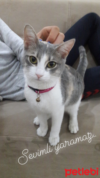 Tekir Kedi, Kedi  Mia fotoğrafı