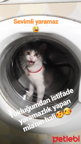 Tekir Kedi, Kedi  Mia fotoğrafı