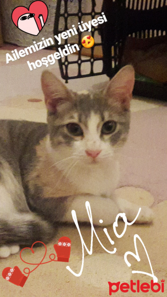 Tekir Kedi, Kedi  Mia fotoğrafı