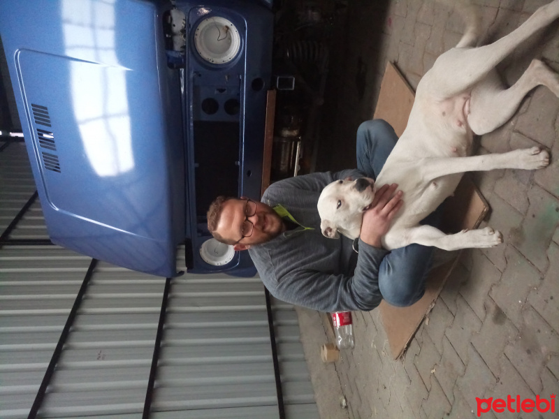 Dogo Arjantin, Köpek  Ares fotoğrafı