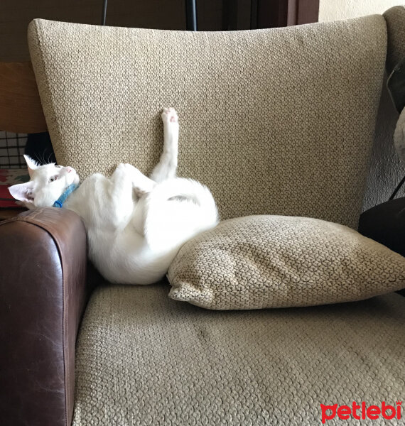 Ankara Kedisi, Kedi  Pamuk fotoğrafı