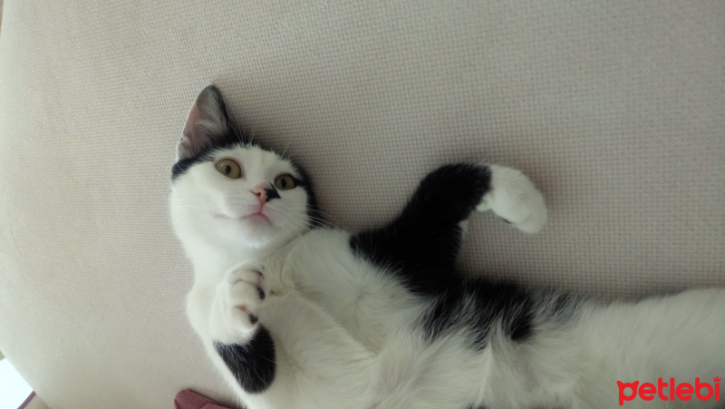 Tekir Kedi, Kedi  Gece fotoğrafı