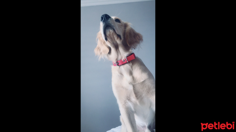 Golden Retriever, Köpek  Pinç fotoğrafı