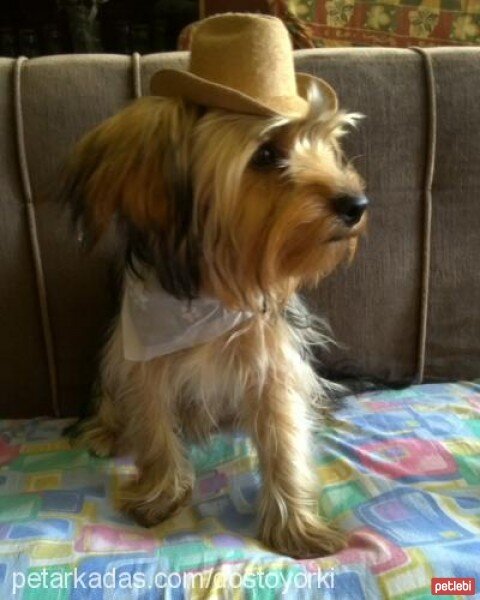 Yorkshire Terrier, Köpek  Dost fotoğrafı