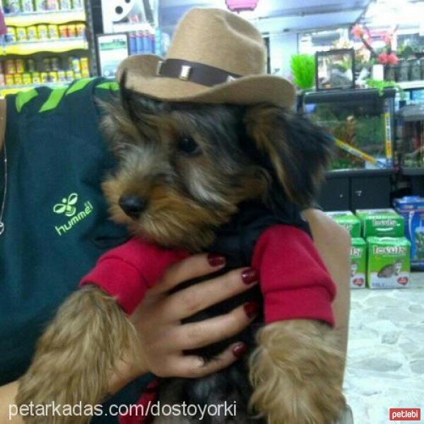 Yorkshire Terrier, Köpek  Dost fotoğrafı