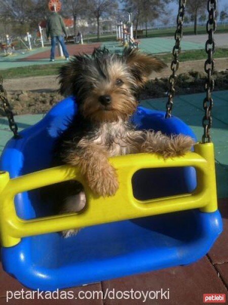 Yorkshire Terrier, Köpek  Dost fotoğrafı