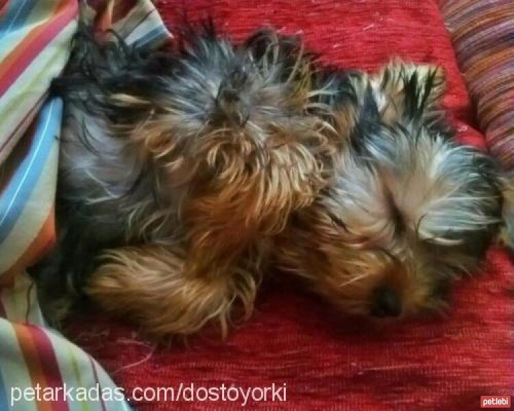 Yorkshire Terrier, Köpek  Dost fotoğrafı