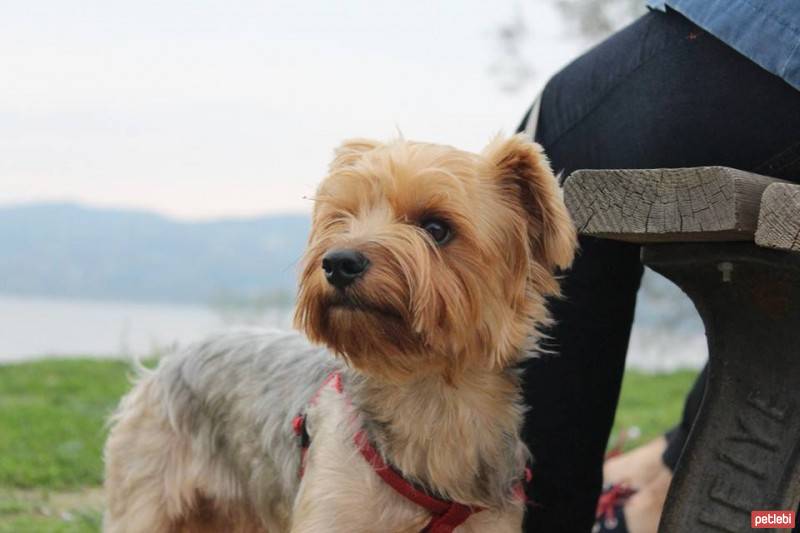 Yorkshire Terrier, Köpek  Dost fotoğrafı