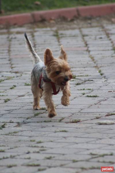 Yorkshire Terrier, Köpek  Dost fotoğrafı