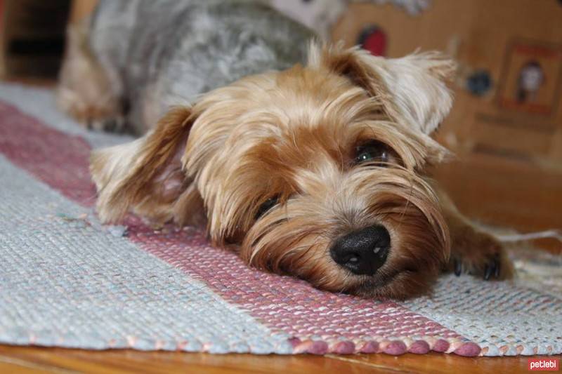 Yorkshire Terrier, Köpek  Dost fotoğrafı