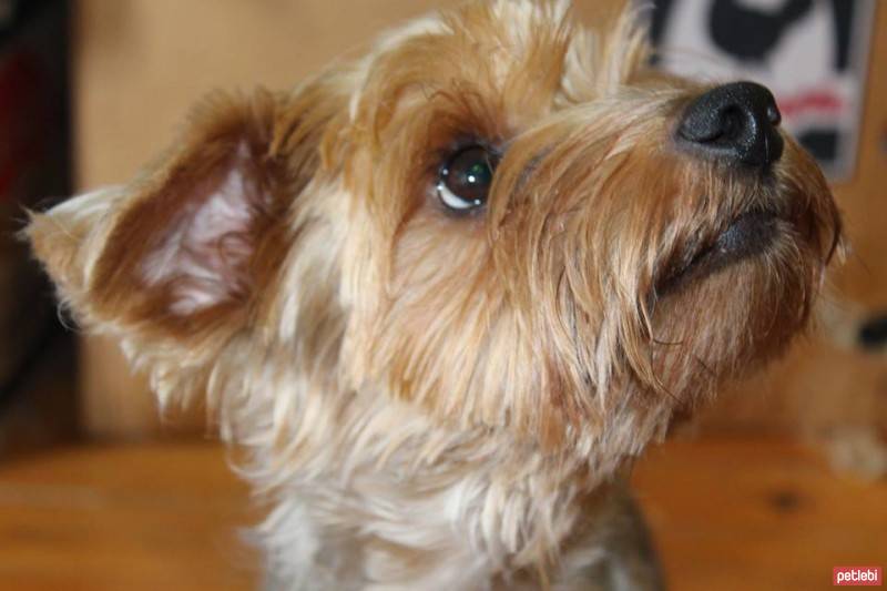 Yorkshire Terrier, Köpek  Dost fotoğrafı