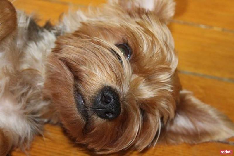 Yorkshire Terrier, Köpek  Dost fotoğrafı