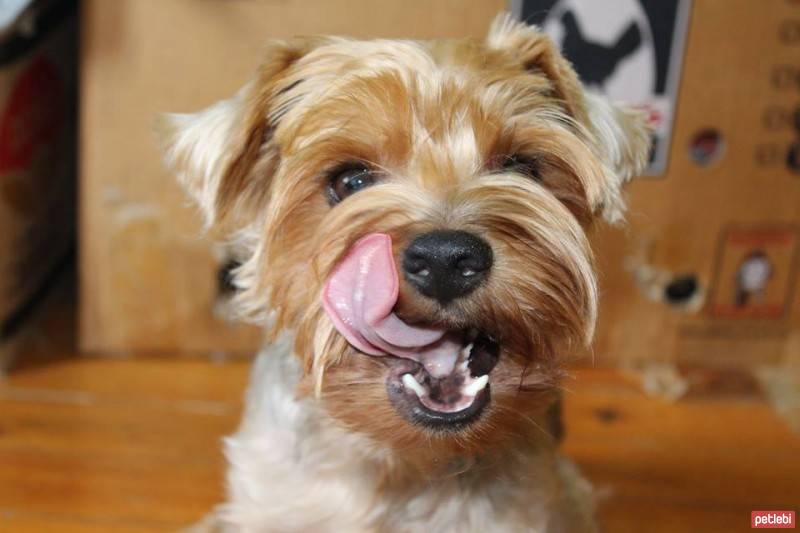 Yorkshire Terrier, Köpek  Dost fotoğrafı