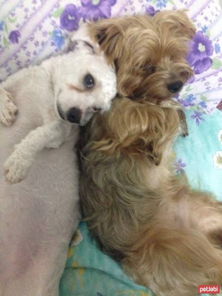 Yorkshire Terrier, Köpek  Dost fotoğrafı