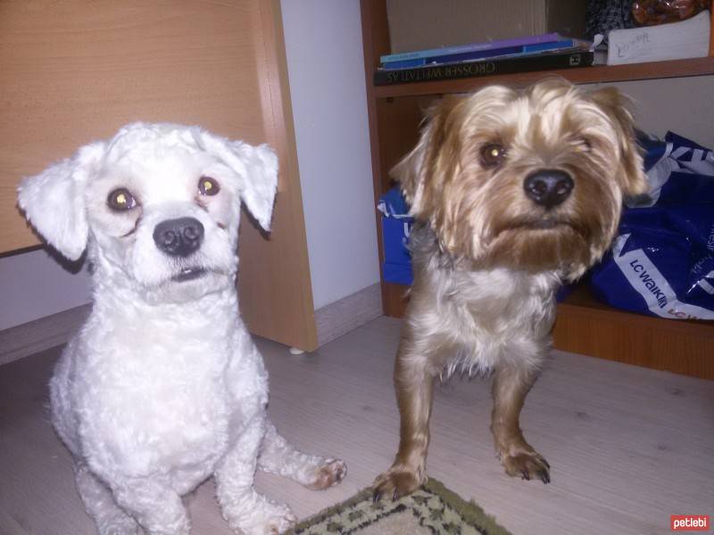 Yorkshire Terrier, Köpek  Dost fotoğrafı