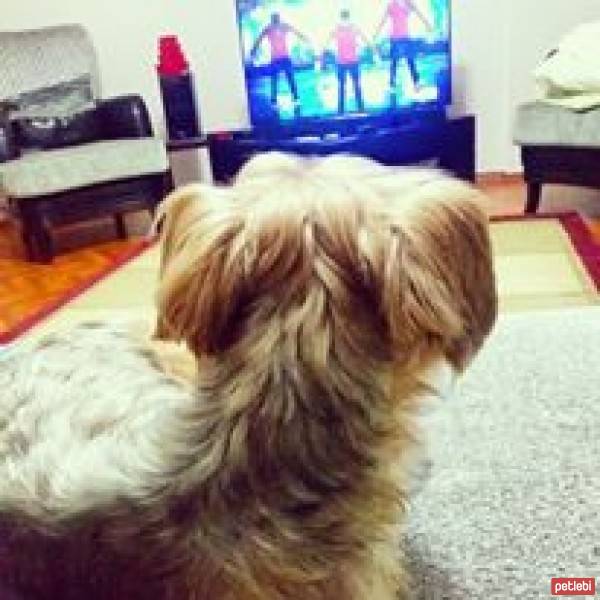 Yorkshire Terrier, Köpek  Dost fotoğrafı