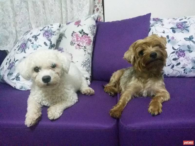 Yorkshire Terrier, Köpek  Dost fotoğrafı