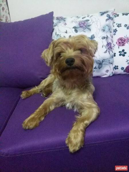 Yorkshire Terrier, Köpek  Dost fotoğrafı