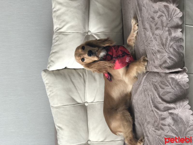 Amerikan Cocker Spaniel, Köpek  Mars fotoğrafı