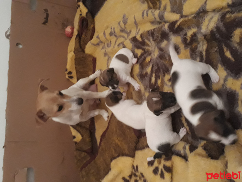 Jack Russell Terrier, Köpek  lili fotoğrafı