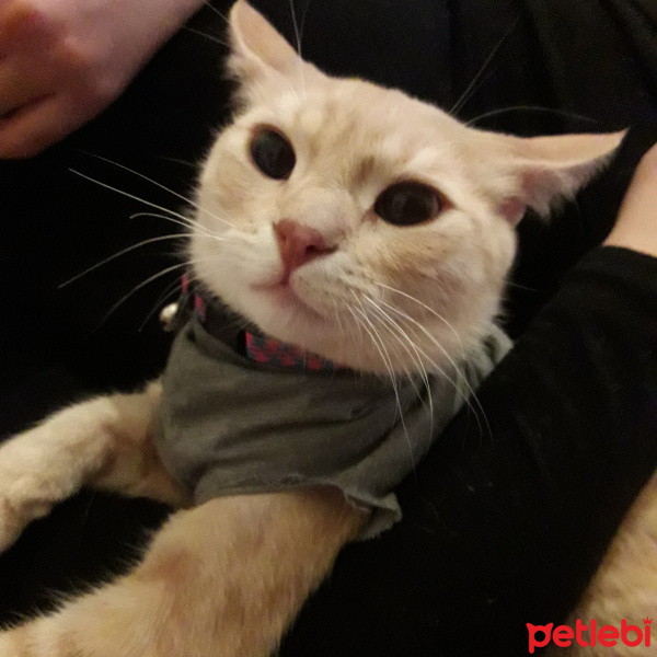 Tekir Kedi, Kedi  love fotoğrafı