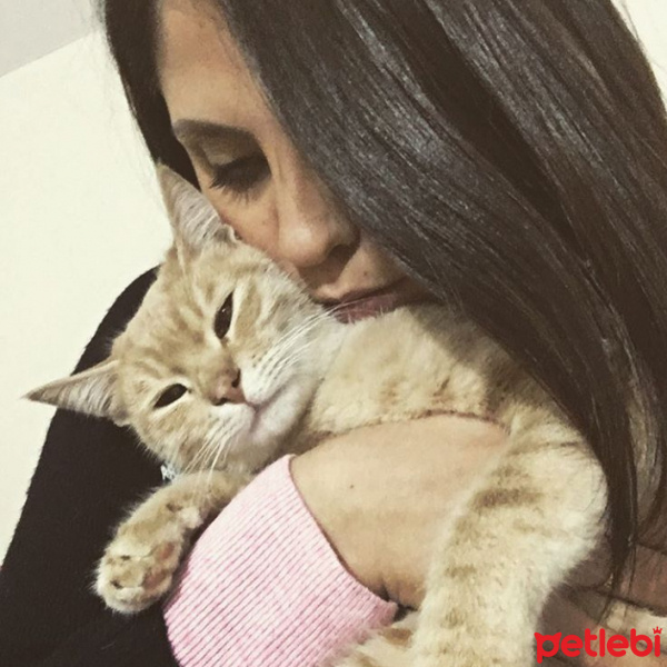 Tekir Kedi, Kedi  love fotoğrafı