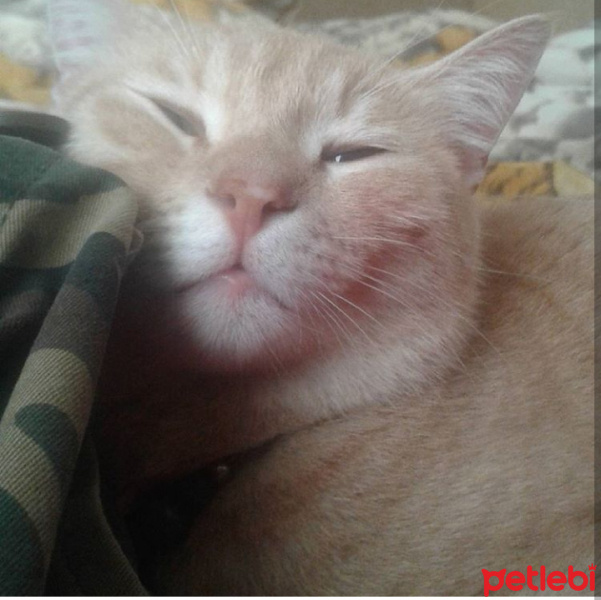 Tekir Kedi, Kedi  love fotoğrafı
