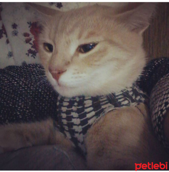 Tekir Kedi, Kedi  love fotoğrafı