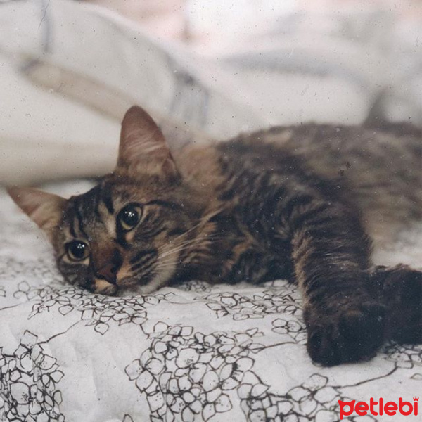 Tekir Kedi, Kedi  Mırıl fotoğrafı