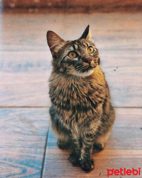 Tekir Kedi, Kedi  Mırıl fotoğrafı