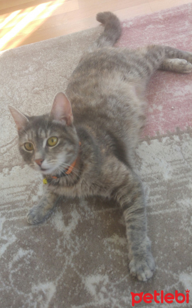 Tekir Kedi, Kedi  Tarçın fotoğrafı