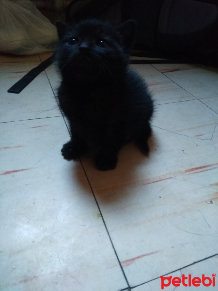 Tekir Kedi, Kedi  Serena ve Venüs fotoğrafı