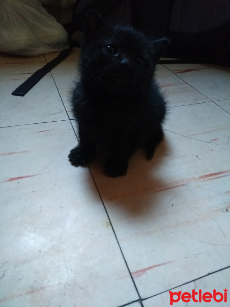 Tekir Kedi, Kedi  Serena ve Venüs fotoğrafı