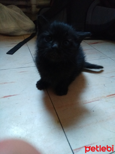 Tekir Kedi, Kedi  Serena ve Venüs fotoğrafı