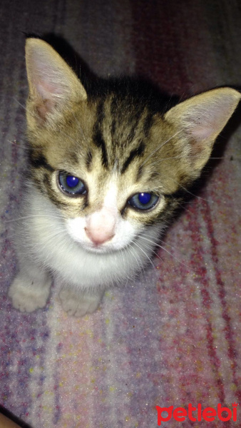 Tekir Kedi, Kedi  Dali fotoğrafı